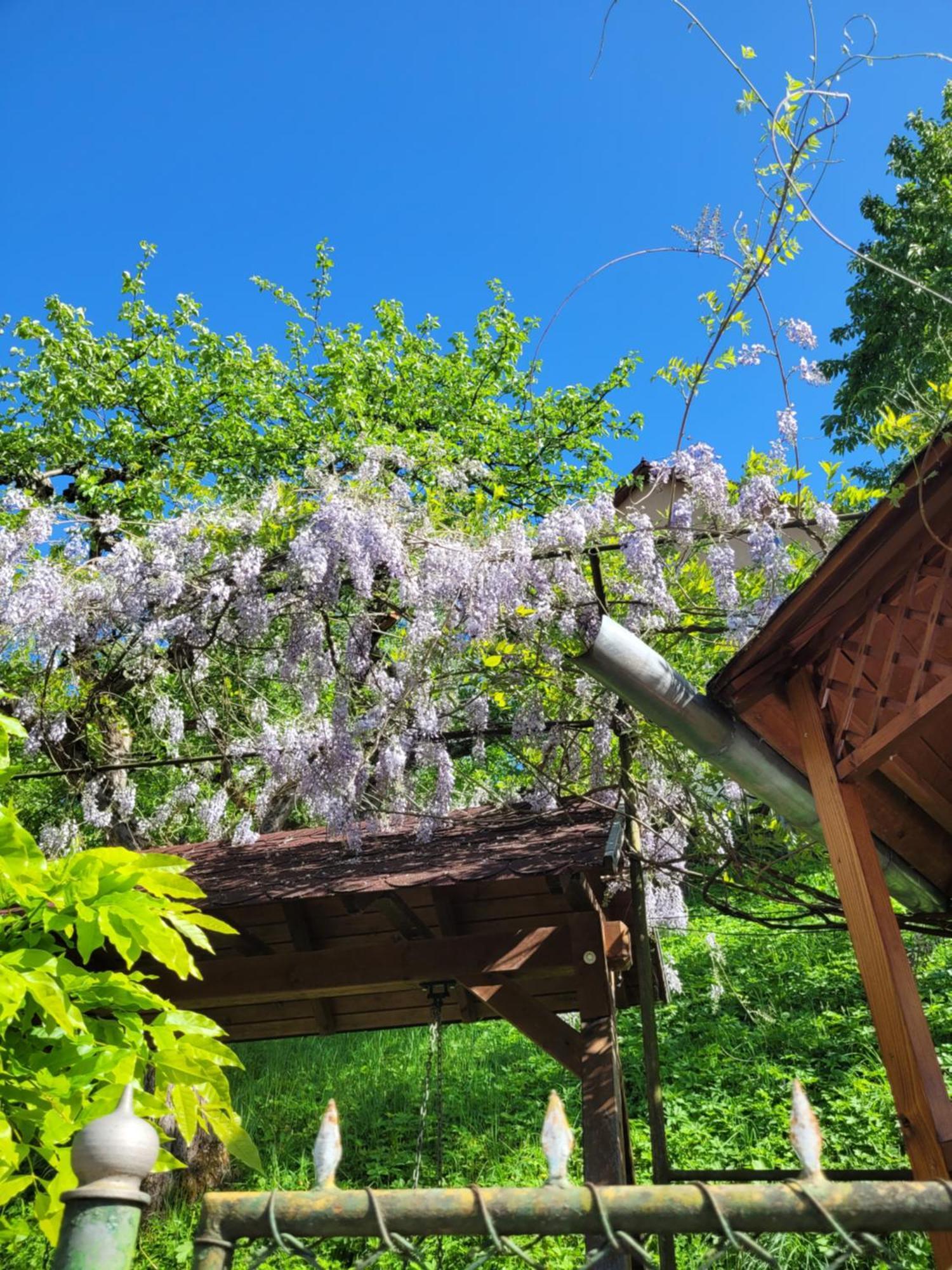 Casa Kiss Villa Sovata Eksteriør bilde